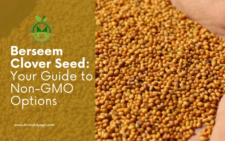 berseem clover seed non gmo all you need to know